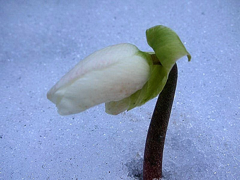 Helleborus niger / Rosa di Natale